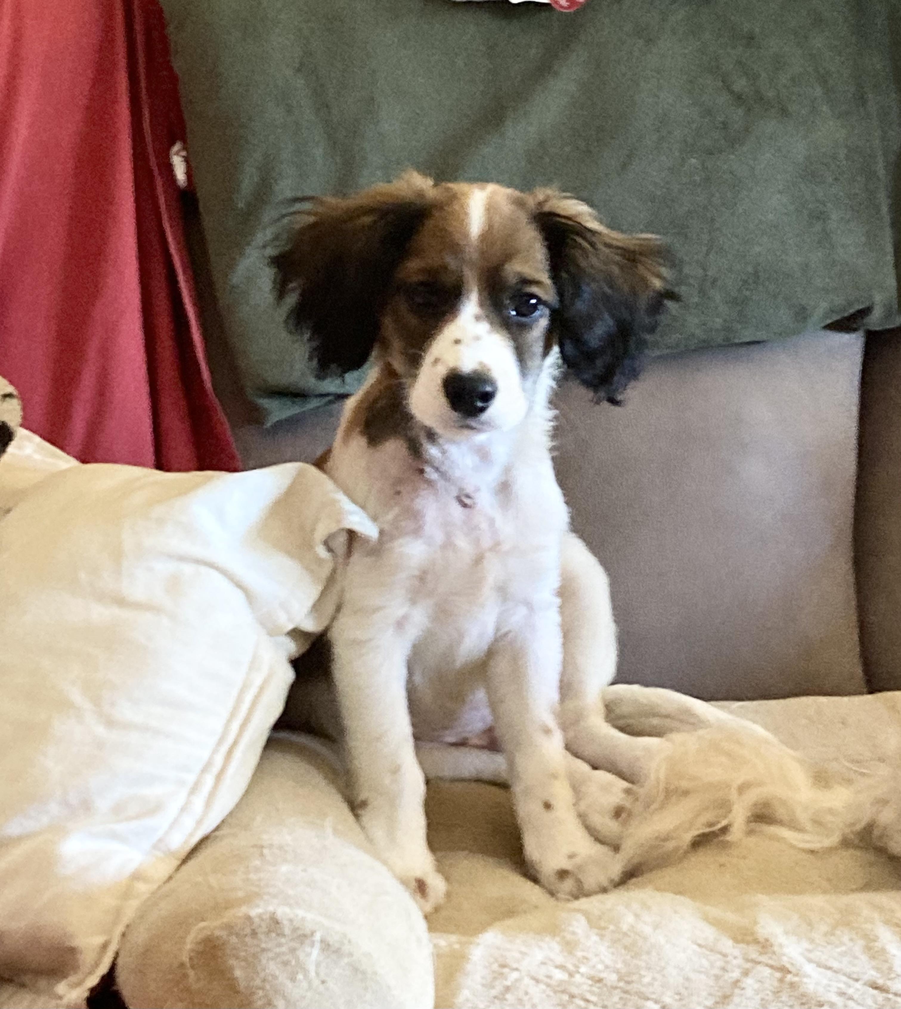 FRECKLES, ADOPTABLE, Puppy Male Spaniel.