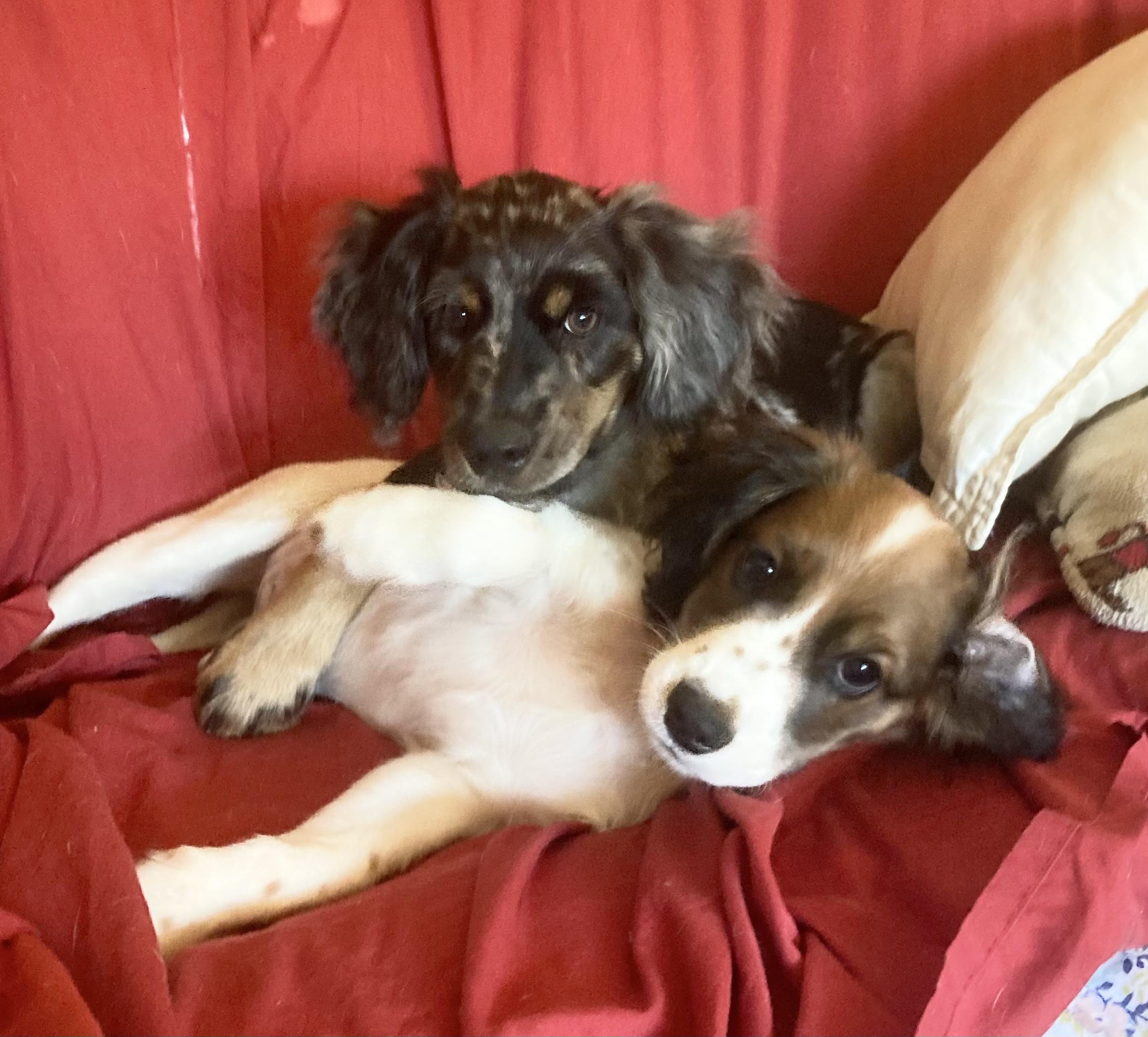 Enlarge FRECKLES, a ADOPTABLE Spaniel in Dumont, NJ image 3/5
