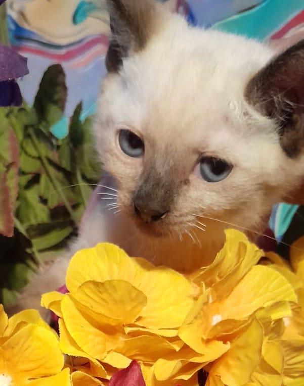 Yami (2), an adoptable Domestic Short Hair in Mexicali, BCN, 21280 | Photo Image 1