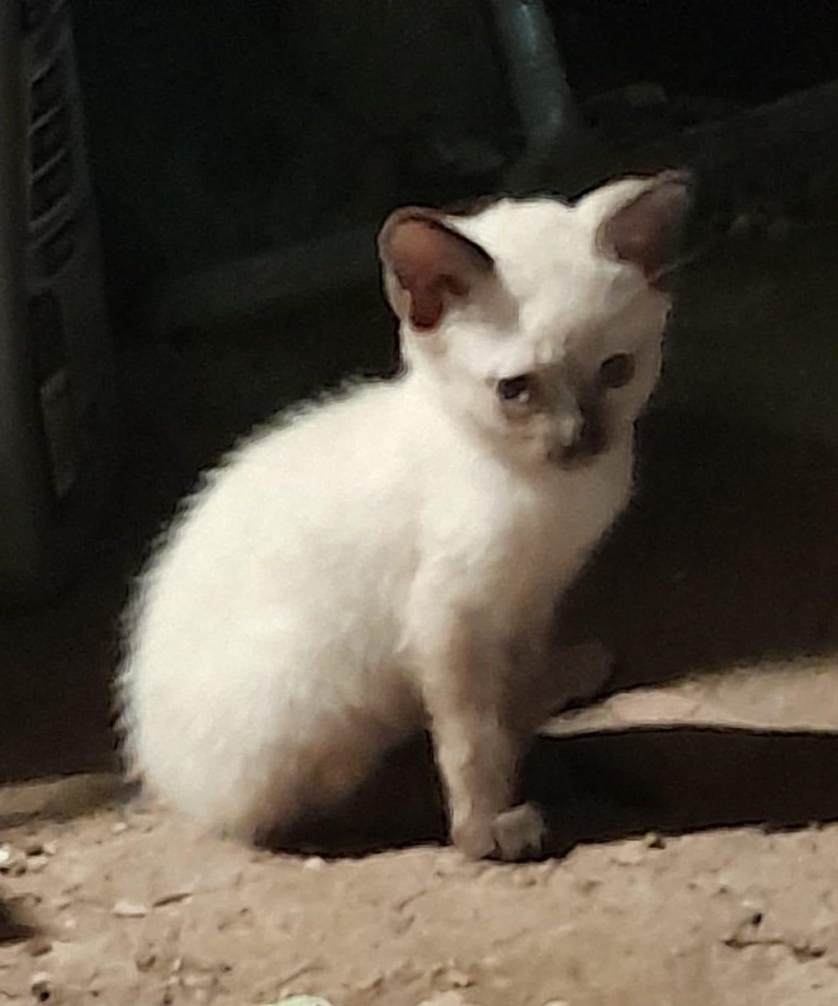 Yami (2), an adoptable Domestic Short Hair in Mexicali, BCN, 21280 | Photo Image 2