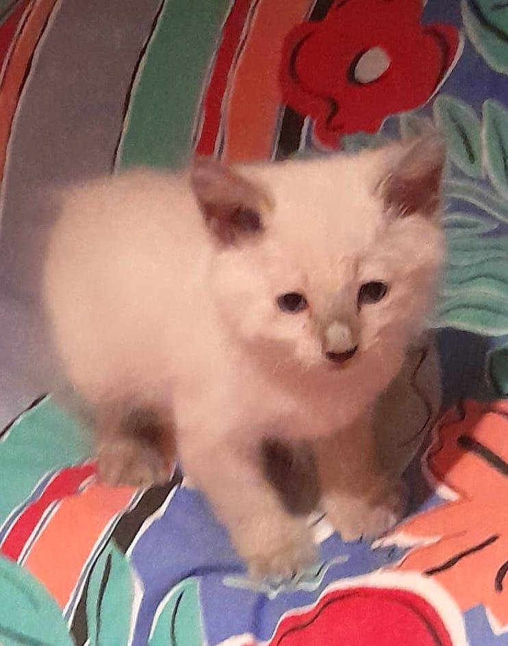 Yami (2), an adoptable Domestic Short Hair in Mexicali, BCN, 21280 | Photo Image 3