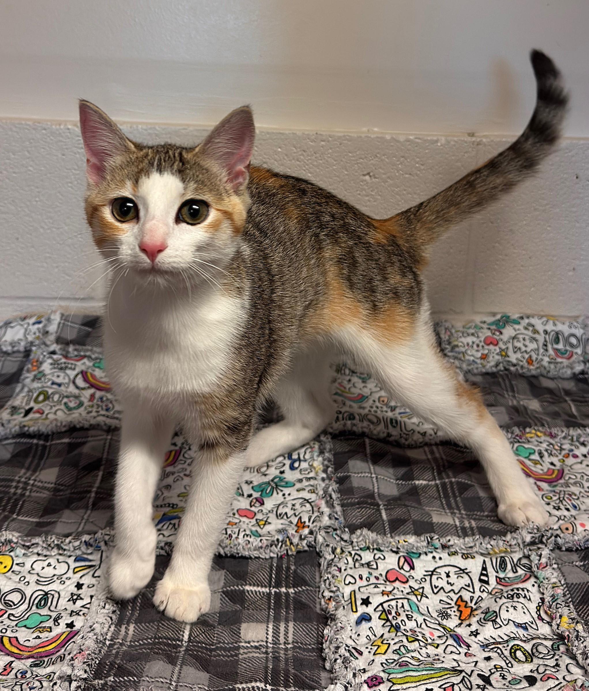 Enlarge Okra, a ADOPTABLE Domestic Short Hair in Kearneysville, WV image 1/1