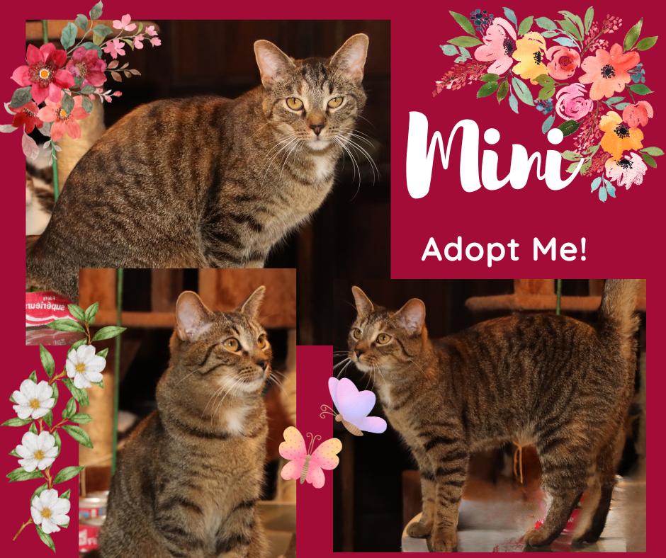 Mini, Adoptable, Adult Female American Shorthair.
