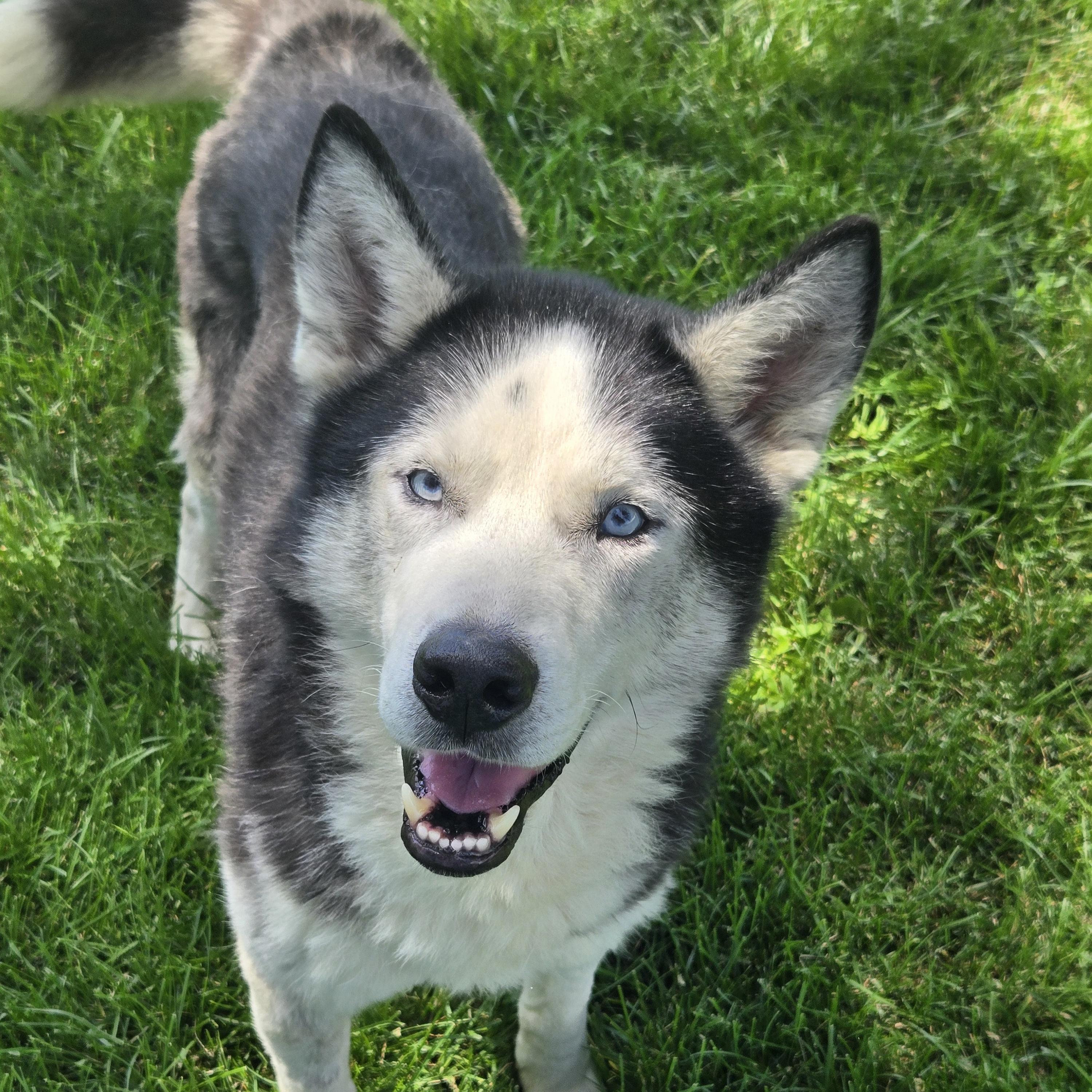 Watson, a ADOPTABLE mixed breed in Normal, IL image 4/5