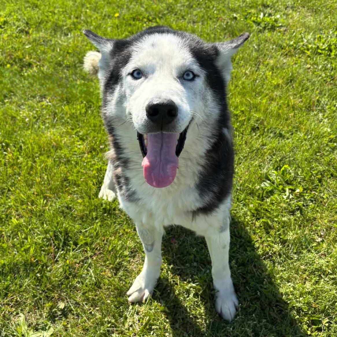 Watson, a ADOPTABLE mixed breed in Normal, IL image 3/5