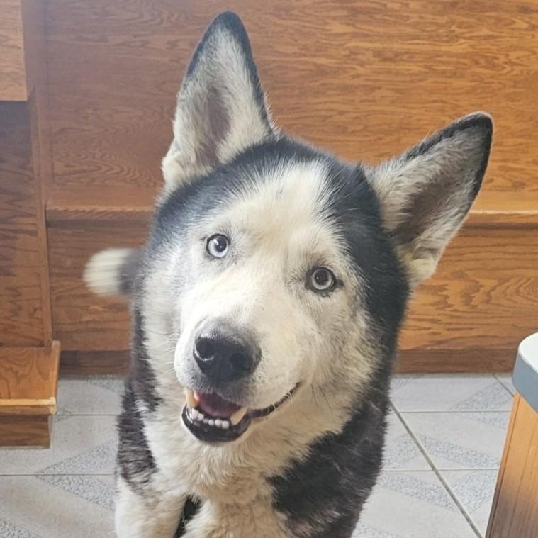 Watson, a ADOPTABLE mixed breed in Normal, IL image 2/5