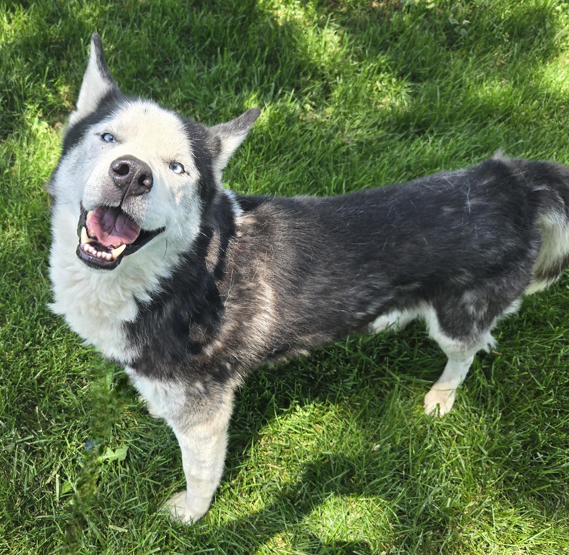Watson, a ADOPTABLE mixed breed in Normal, IL image 5/5
