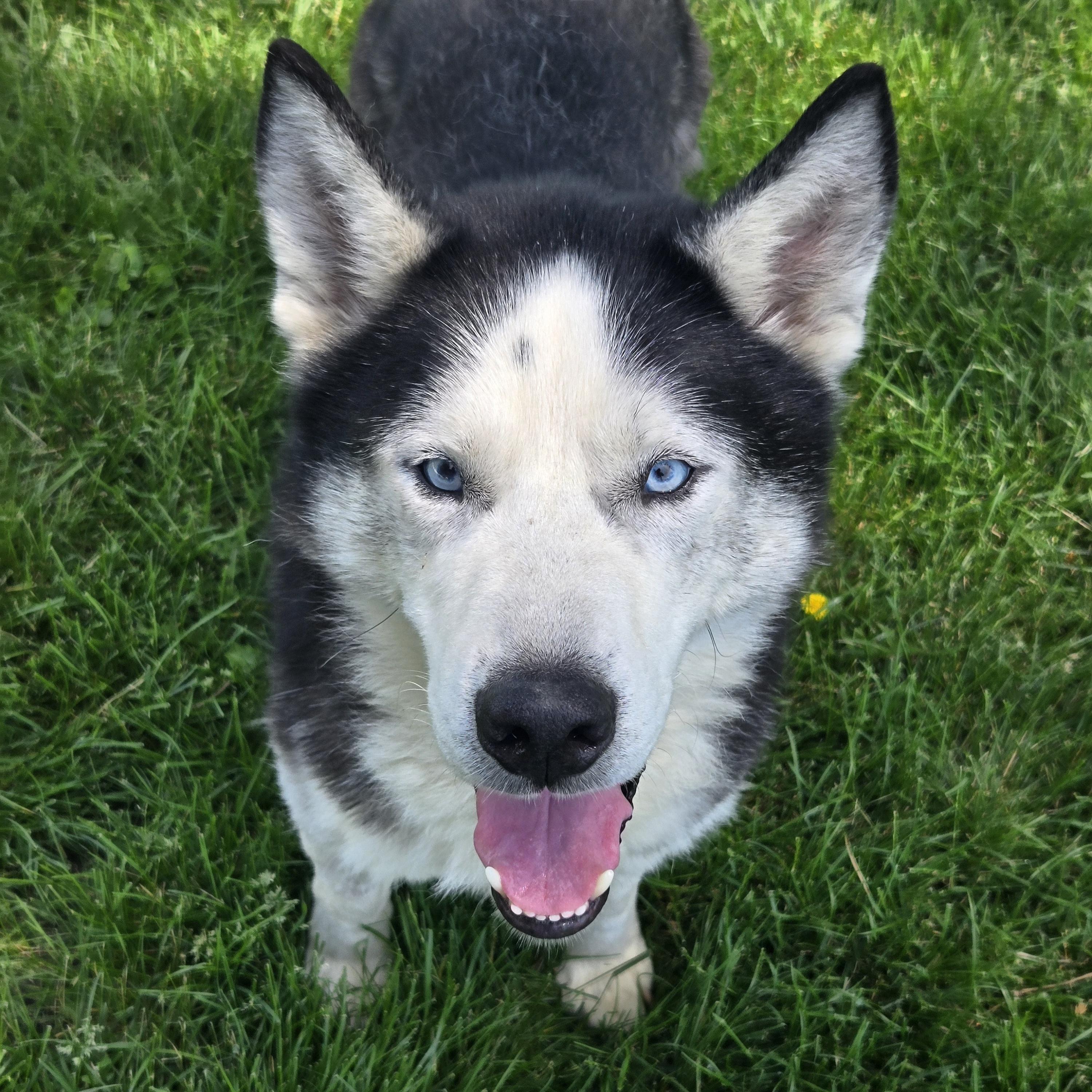 Watson, ADOPTABLE, Adult Male Siberian Husky & Mixed Breed.