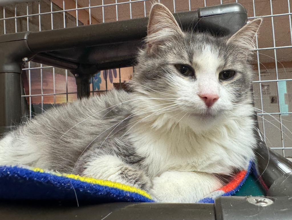 Zoey, Adoptable, Young Female Domestic Short Hair.