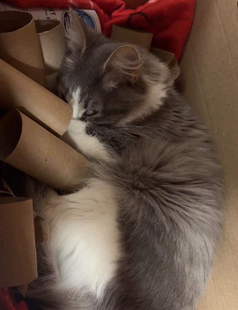 Enlarge Zoey, a Adoptable mixed breed in Olean, NY image 2/5