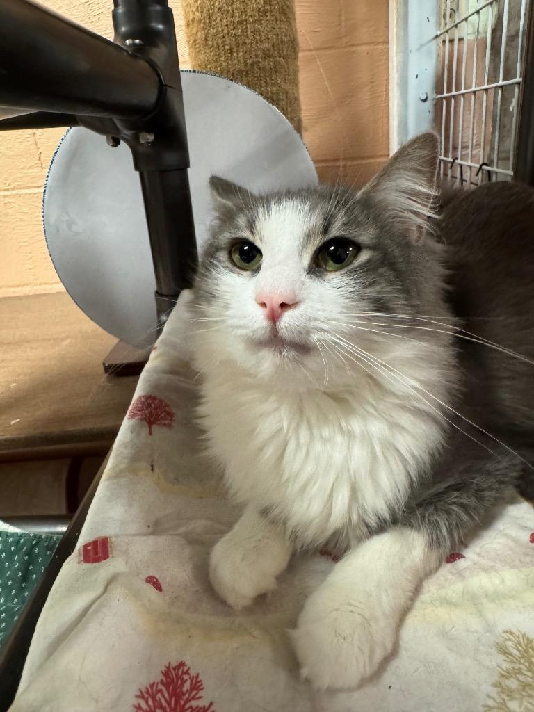 Enlarge Zoey, a Adoptable mixed breed in Olean, NY image 3/5