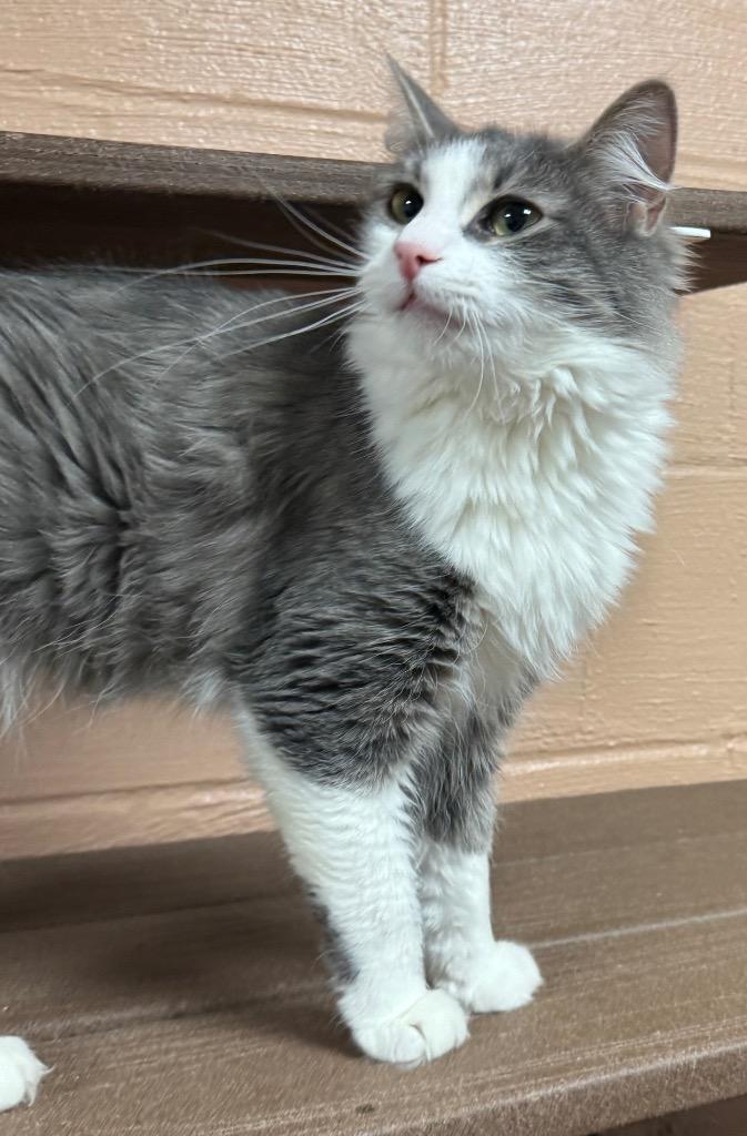 Enlarge Zoey, a Adoptable mixed breed in Olean, NY image 4/5