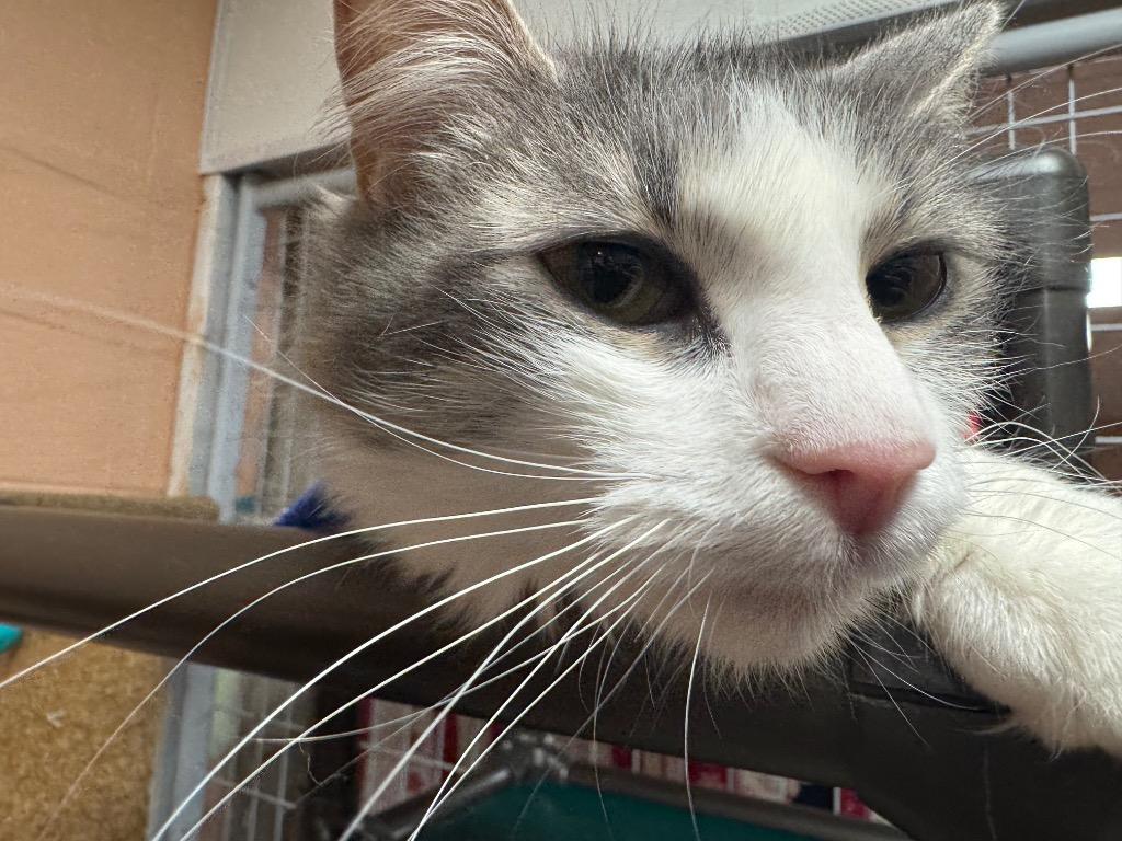 Enlarge Zoey, a Adoptable mixed breed in Olean, NY image 5/5