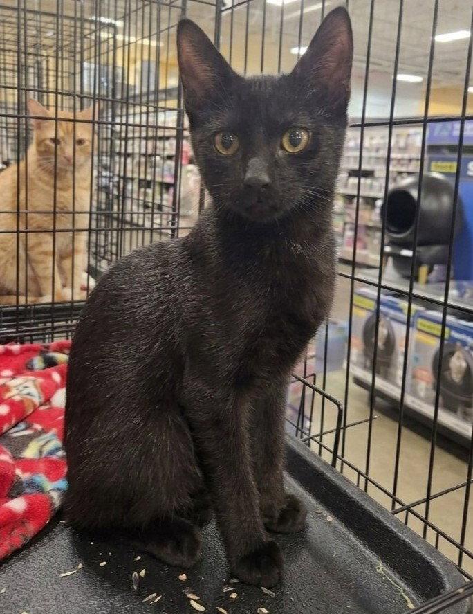 Enlarge Stealth, a Adoptable Domestic Short Hair in Norwood, OH image 1/1