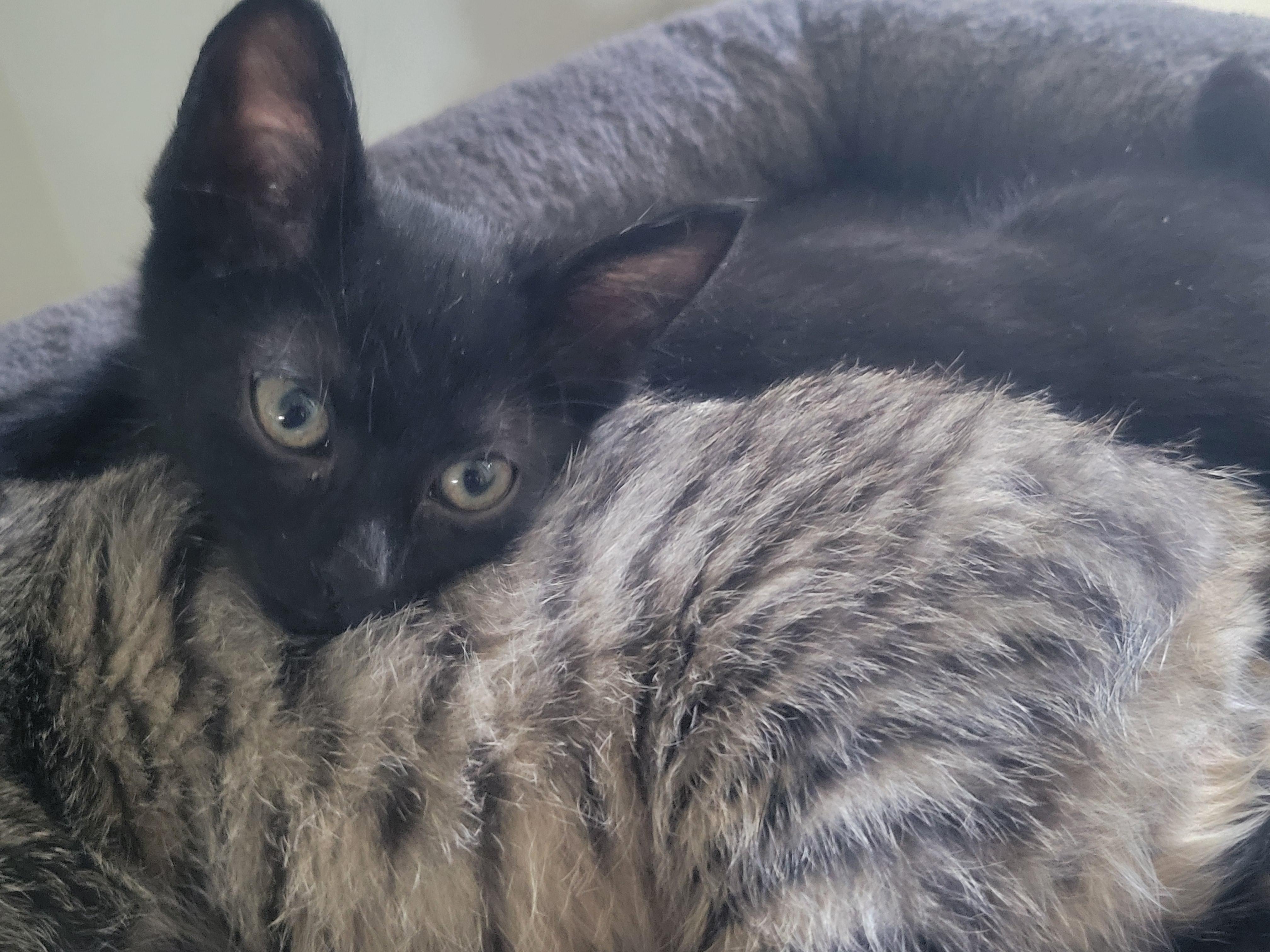 If youre looking for a little shadow Hades is you kitty He loves people and o