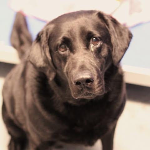 26-01208, ADOPTABLE, Adult Male Labrador Retriever.
