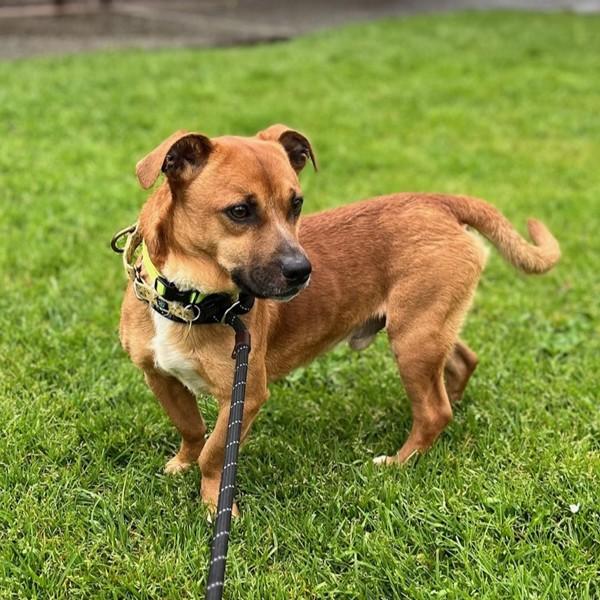 Enlarge Benny, a Adoptable mixed breed in Dublin, CA image 1/6