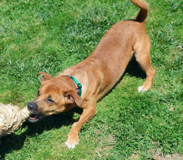 Enlarge Benny, a Adoptable mixed breed in Dublin, CA image 2/6