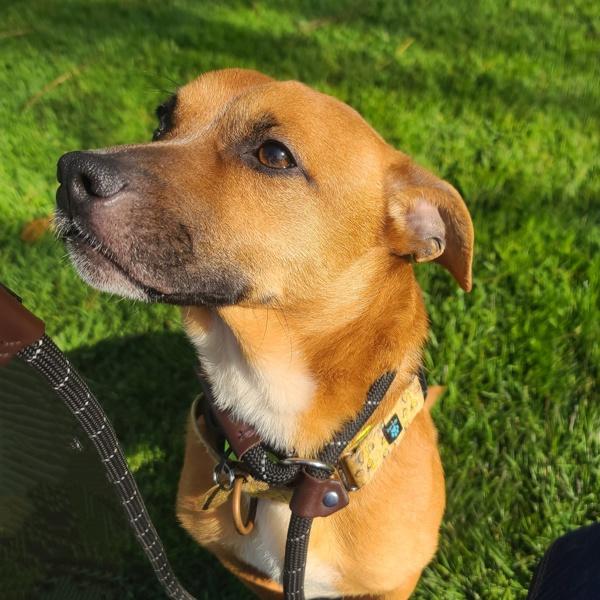 Enlarge Benny, a Adoptable mixed breed in Dublin, CA image 3/6