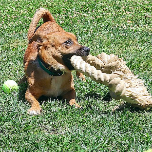 Enlarge Benny, a Adoptable mixed breed in Dublin, CA image 4/6