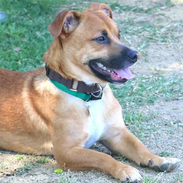 Enlarge Benny, a Adoptable mixed breed in Dublin, CA image 5/6