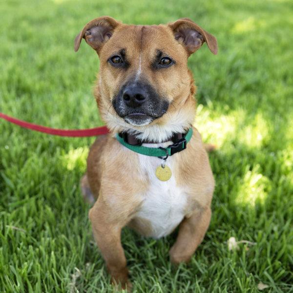 Enlarge Benny, a Adoptable mixed breed in Dublin, CA image 6/6