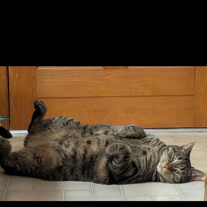 Enlarge Zipper, a Adoptable Domestic Short Hair in Middleburg Heights , OH image 1/4