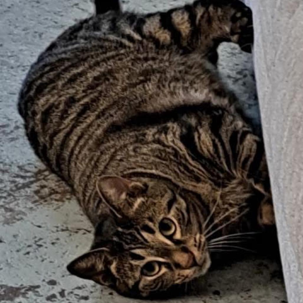 Enlarge Zipper, a Adoptable Domestic Short Hair in Middleburg Heights , OH image 2/4