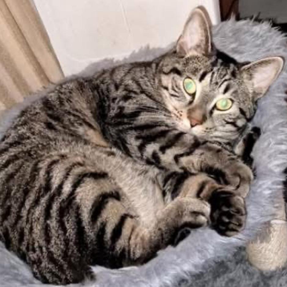 Enlarge Zipper, a Adoptable Domestic Short Hair in Middleburg Heights , OH image 3/4