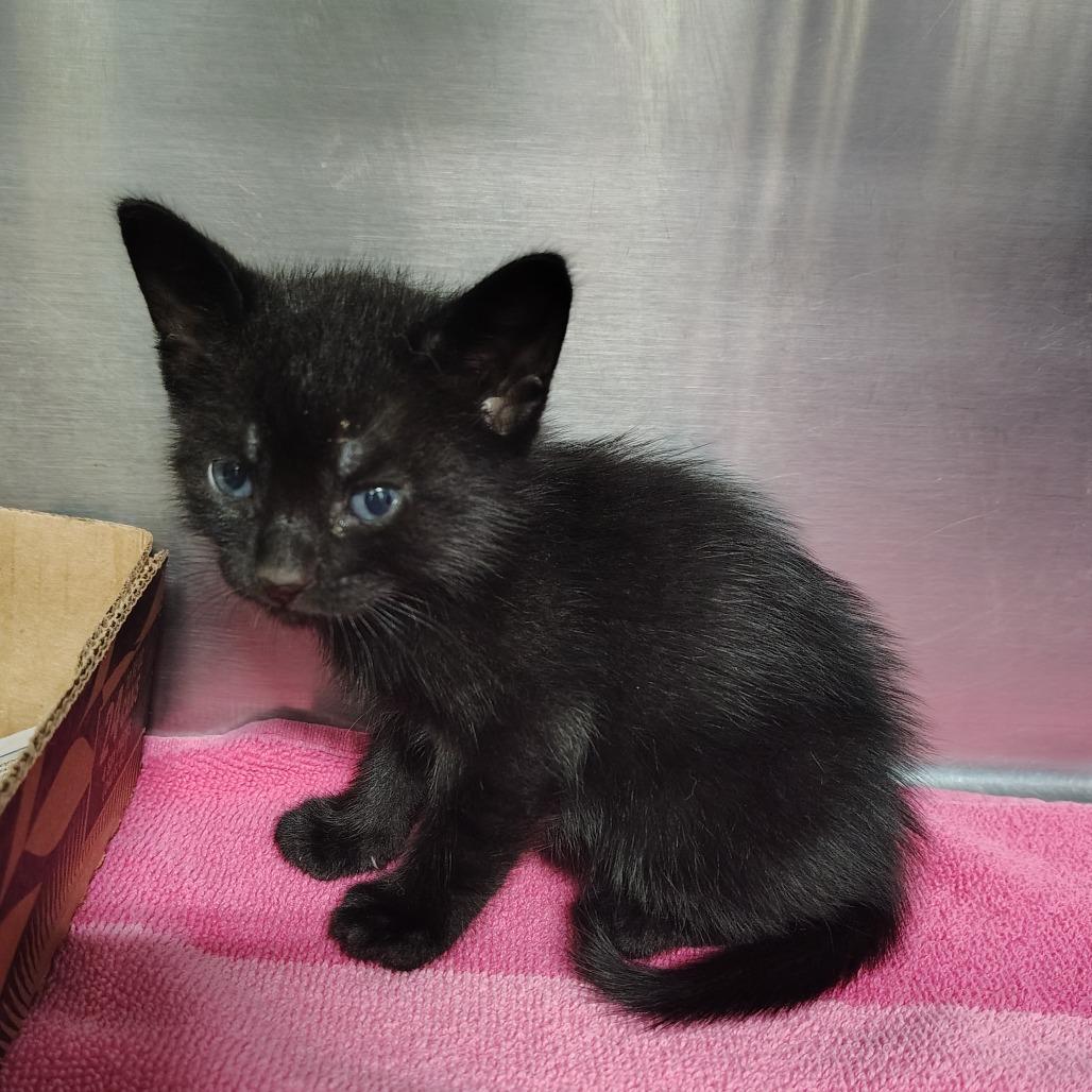 Mowgli, Adoptable, Kitten Male Domestic Short Hair.