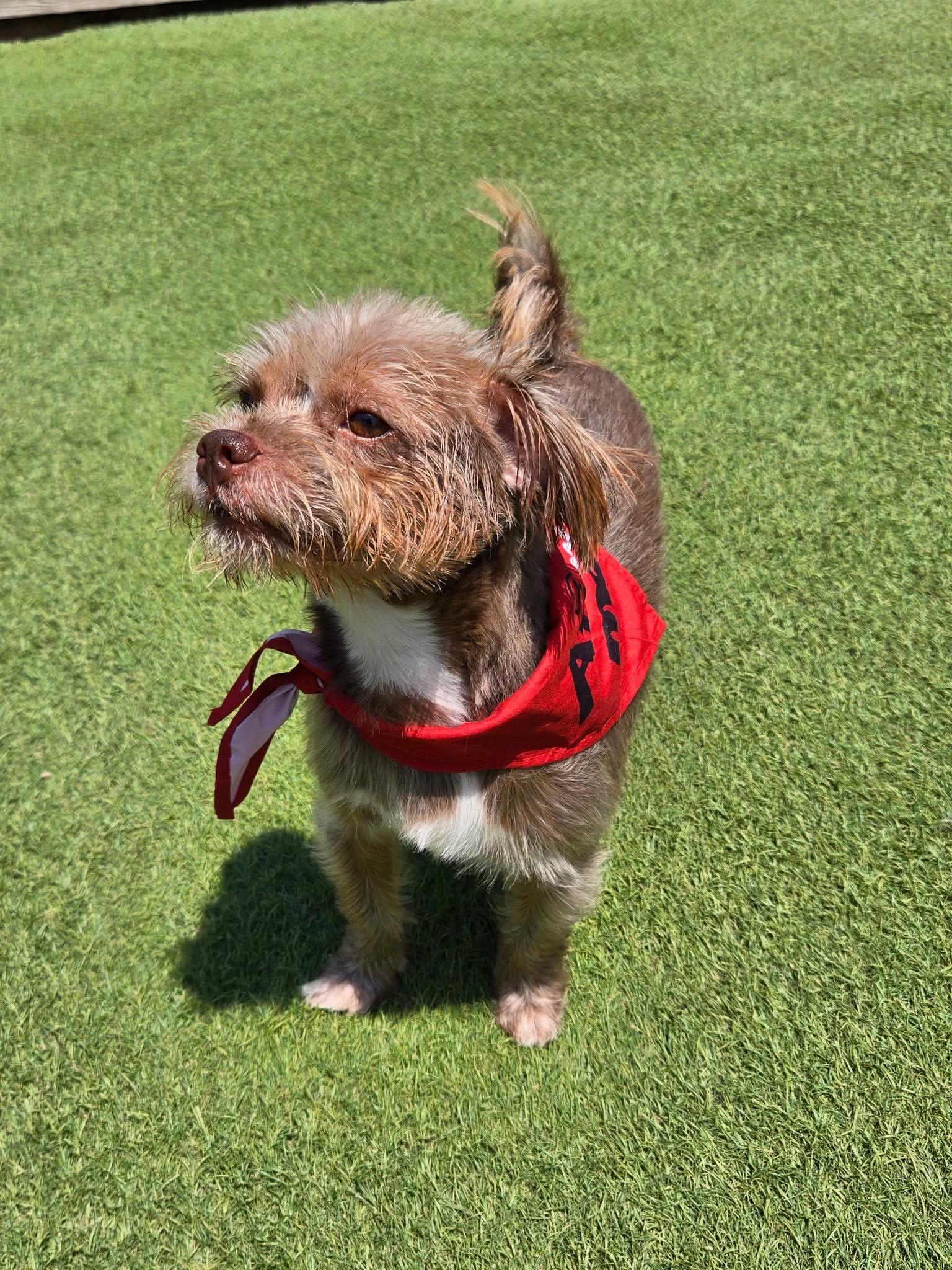 Enlarge Red - Little Man, BIG Personality, a Adopted mixed breed in Alden, NY image 4/5