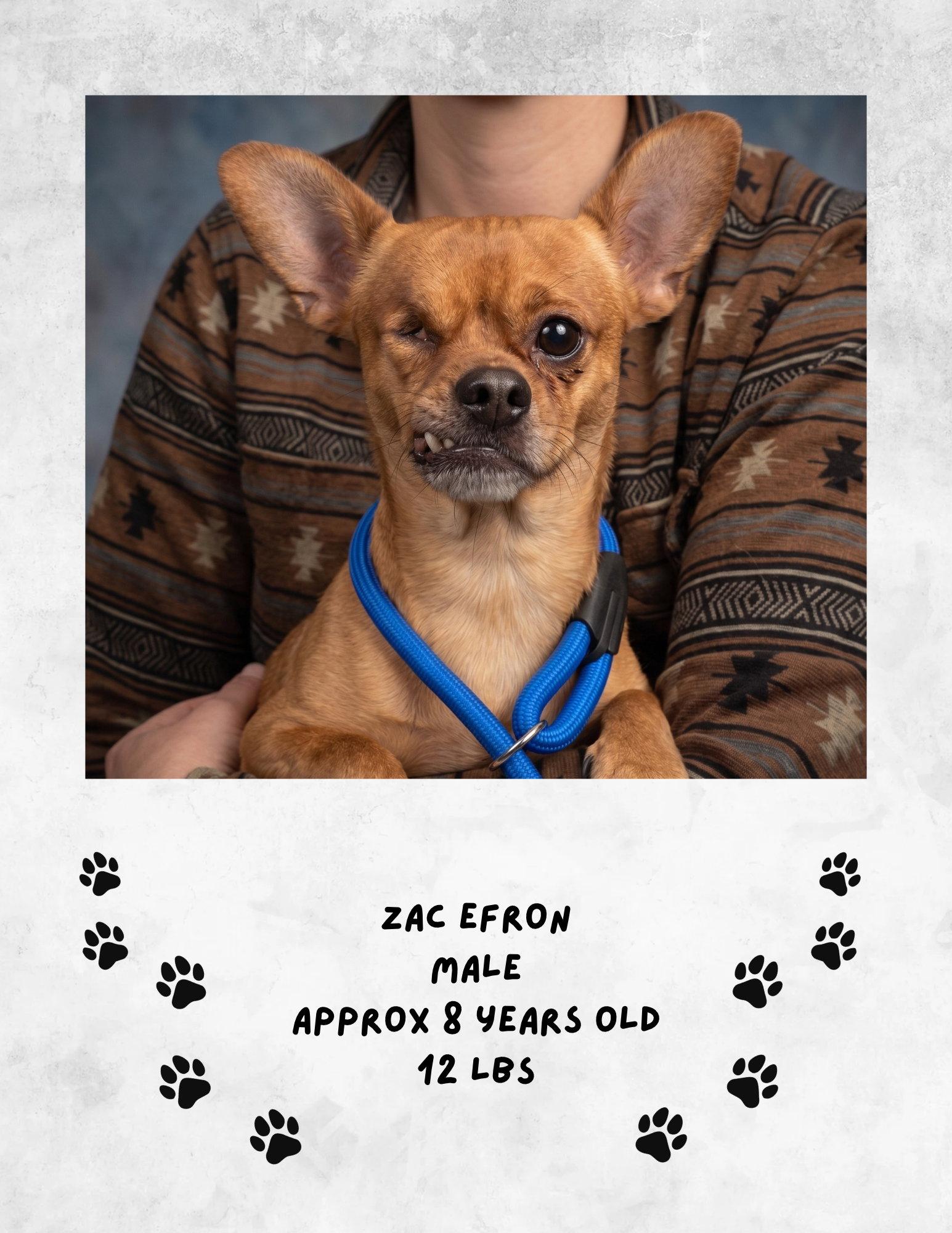 Enlarge Zac efron, a Adoptable Chihuahua in Las Vegas, NM image 1/1