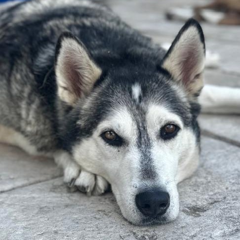 Enlarge Orion, a Adoptable mixed breed in Cypress, TX image 2/5