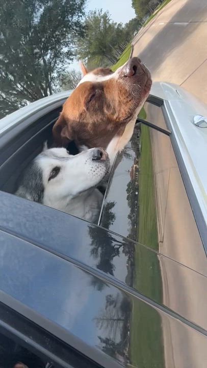 Enlarge Orion, a Adoptable mixed breed in Cypress, TX video 3/5