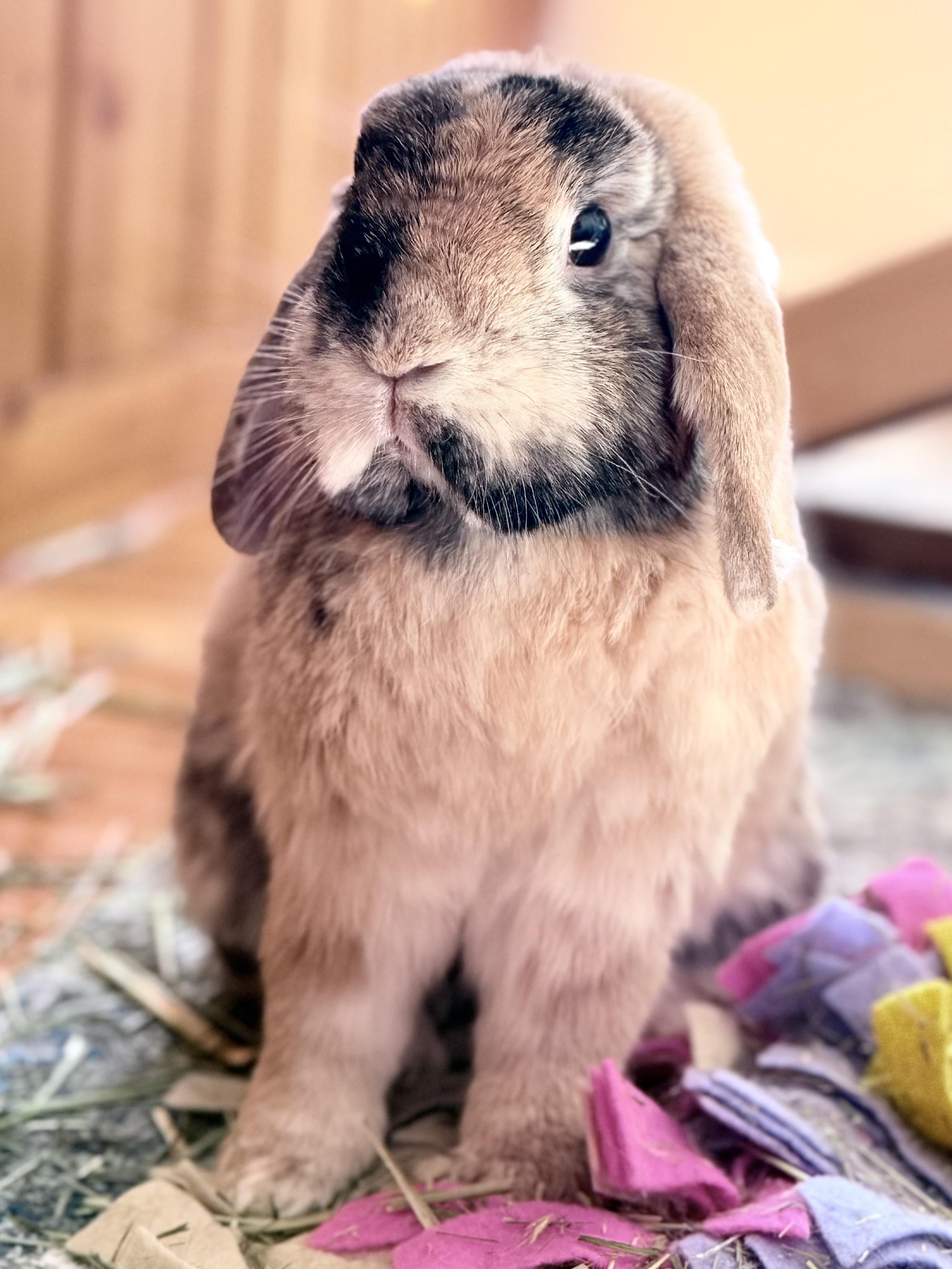 Enlarge Oliver, a Adopted Holland Lop in Andover, MA image 2/5