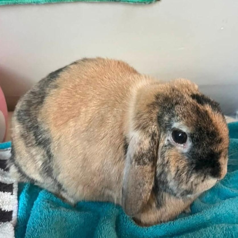 Enlarge Oliver, a Adopted Holland Lop in Andover, MA image 5/5