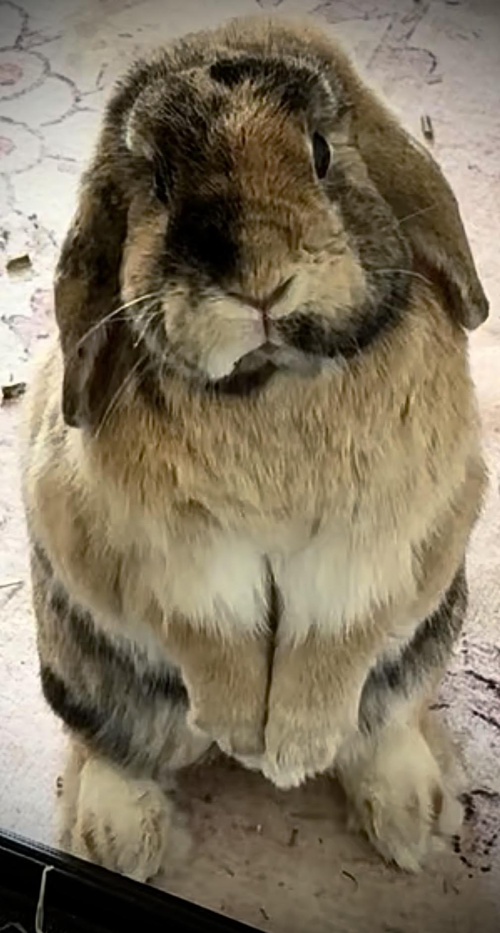 Enlarge Oliver, a Adopted Holland Lop in Andover, MA image 4/5