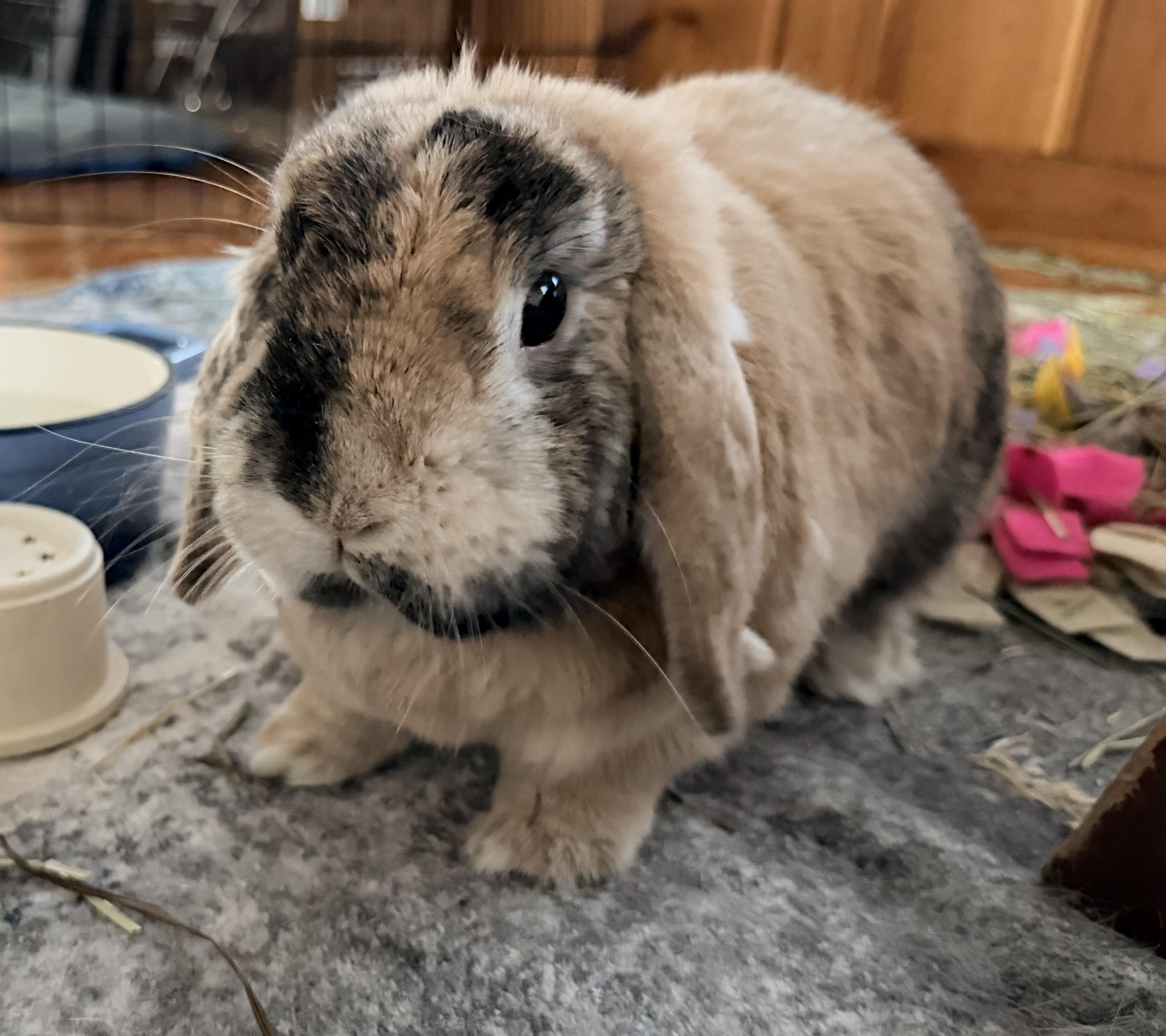 Enlarge Oliver, a Adopted Holland Lop in Andover, MA image 3/5