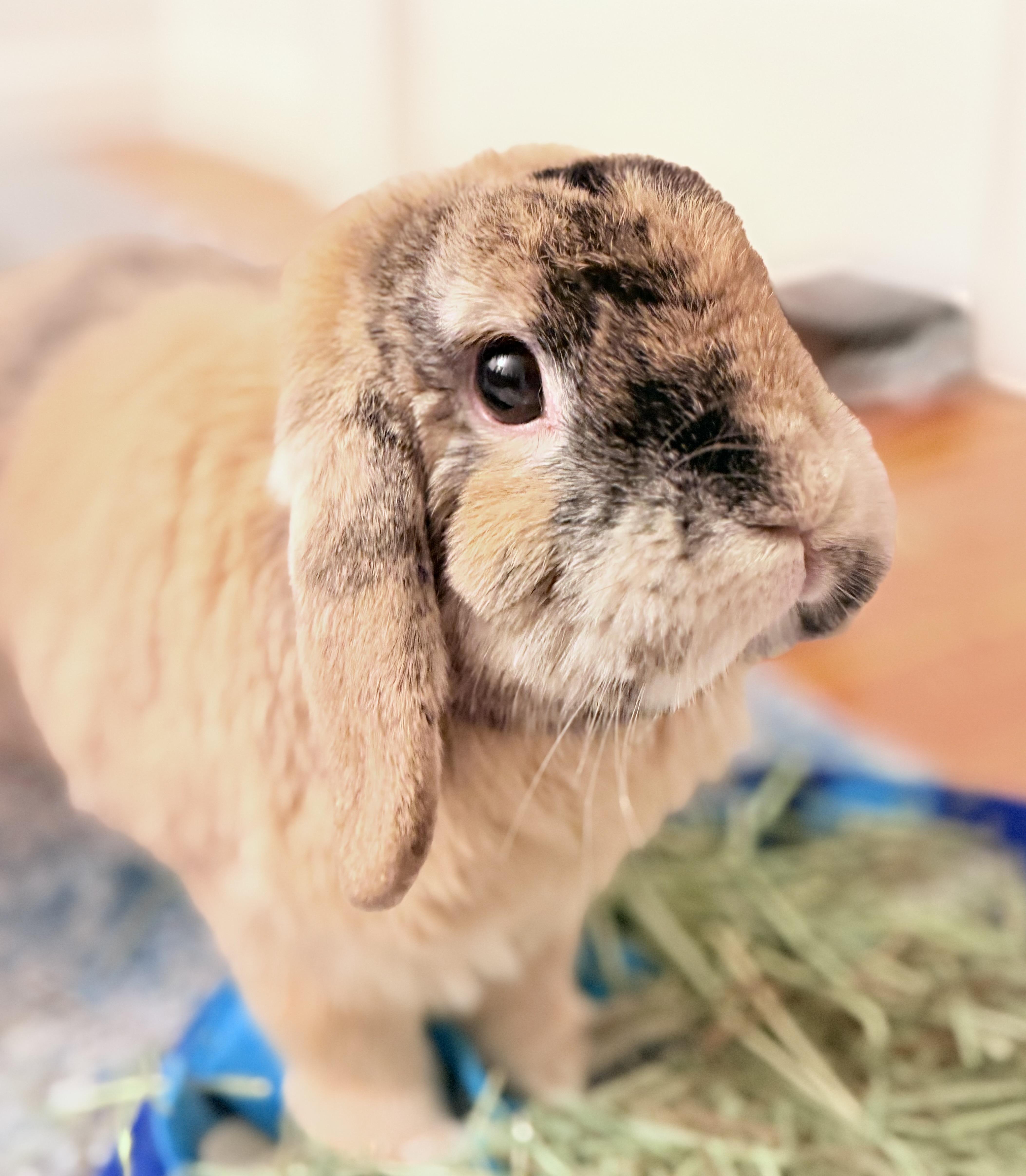 Enlarge Oliver, a Adopted Holland Lop in Andover, MA image 1/5