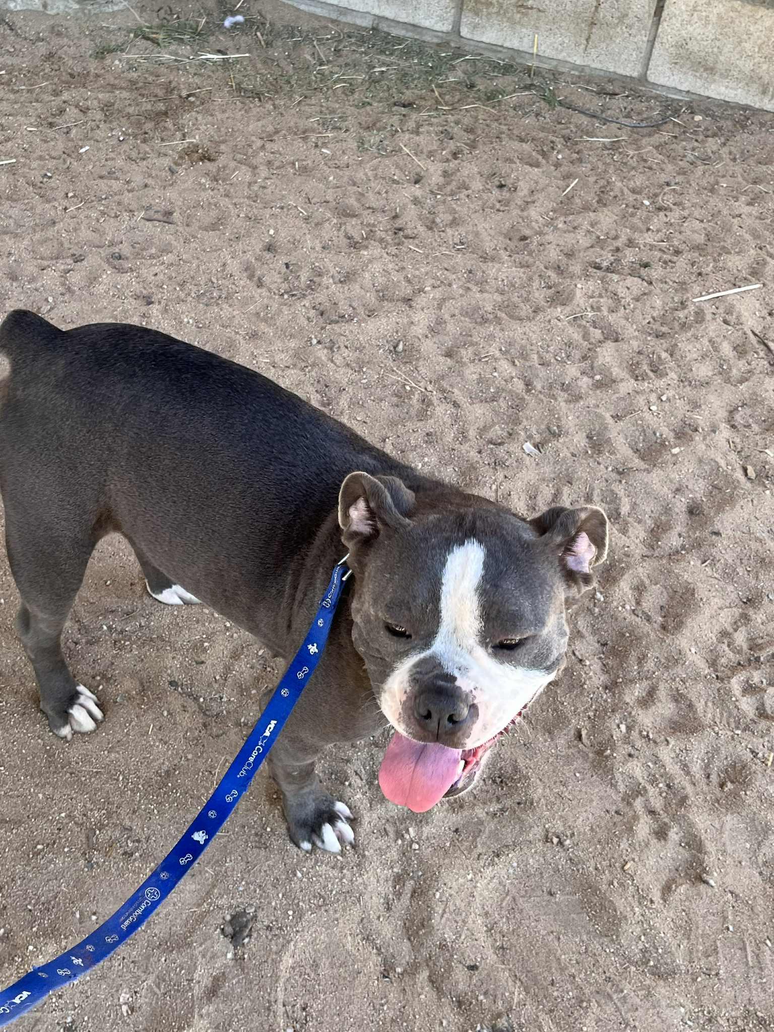 PENELOPE, Adoptable, Adult Female English Bulldog & Mixed Breed.