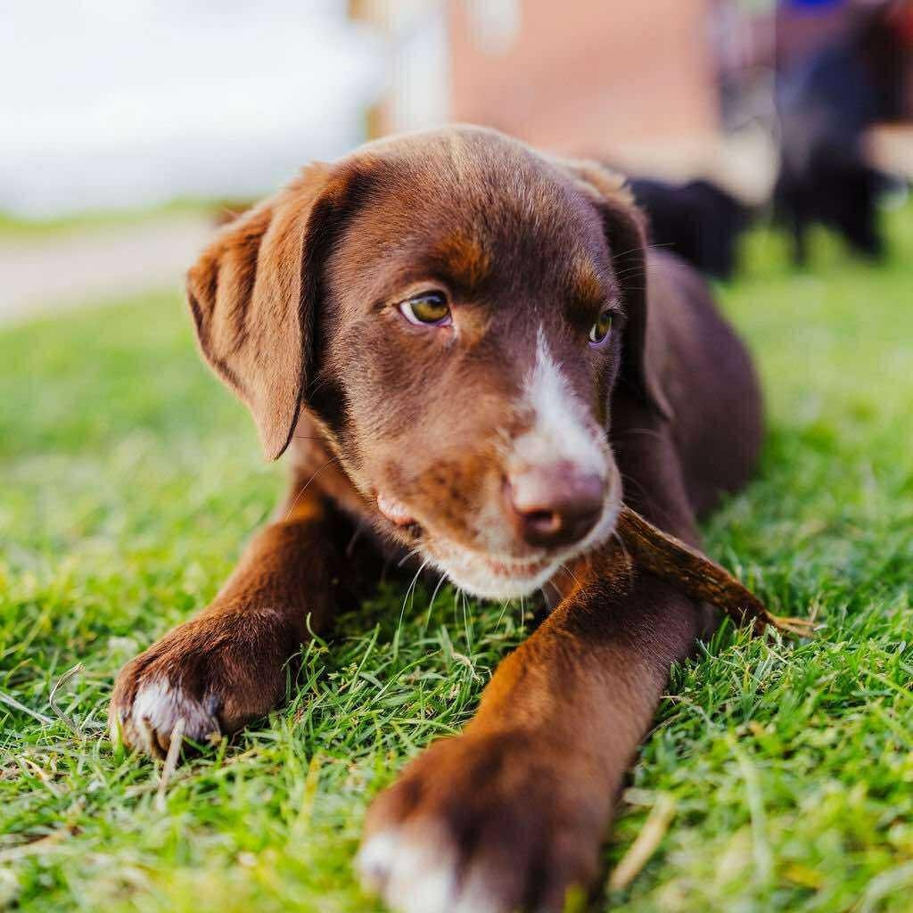 Eve, Baby Female Chocolate Labrador Retriever