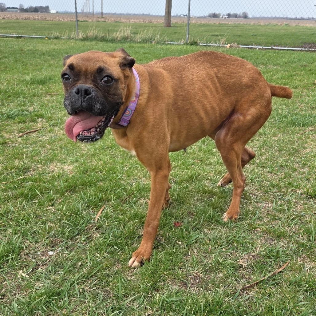 Vida, Adoptable, Adult Female Boxer.