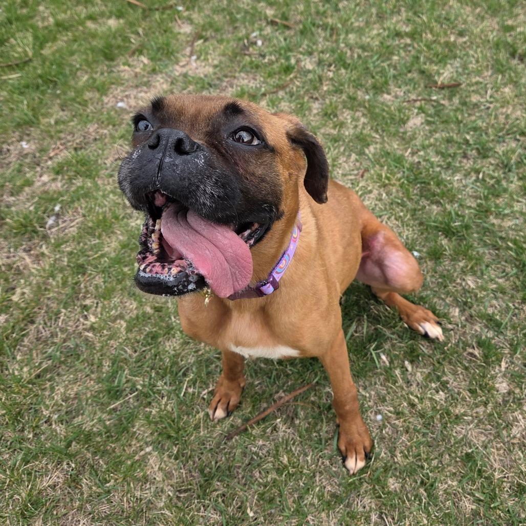 Enlarge Vida, a Adoptable Boxer in Pontiac, IL image 2/6