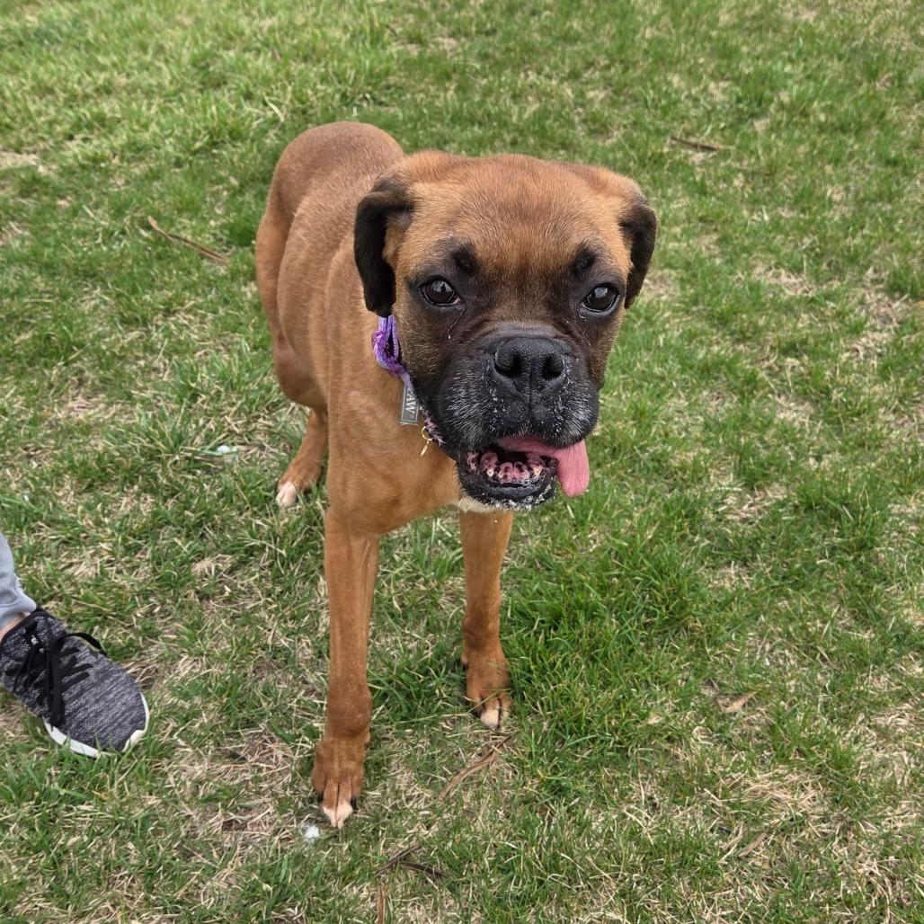 Enlarge Vida, a Adoptable Boxer in Pontiac, IL image 3/6