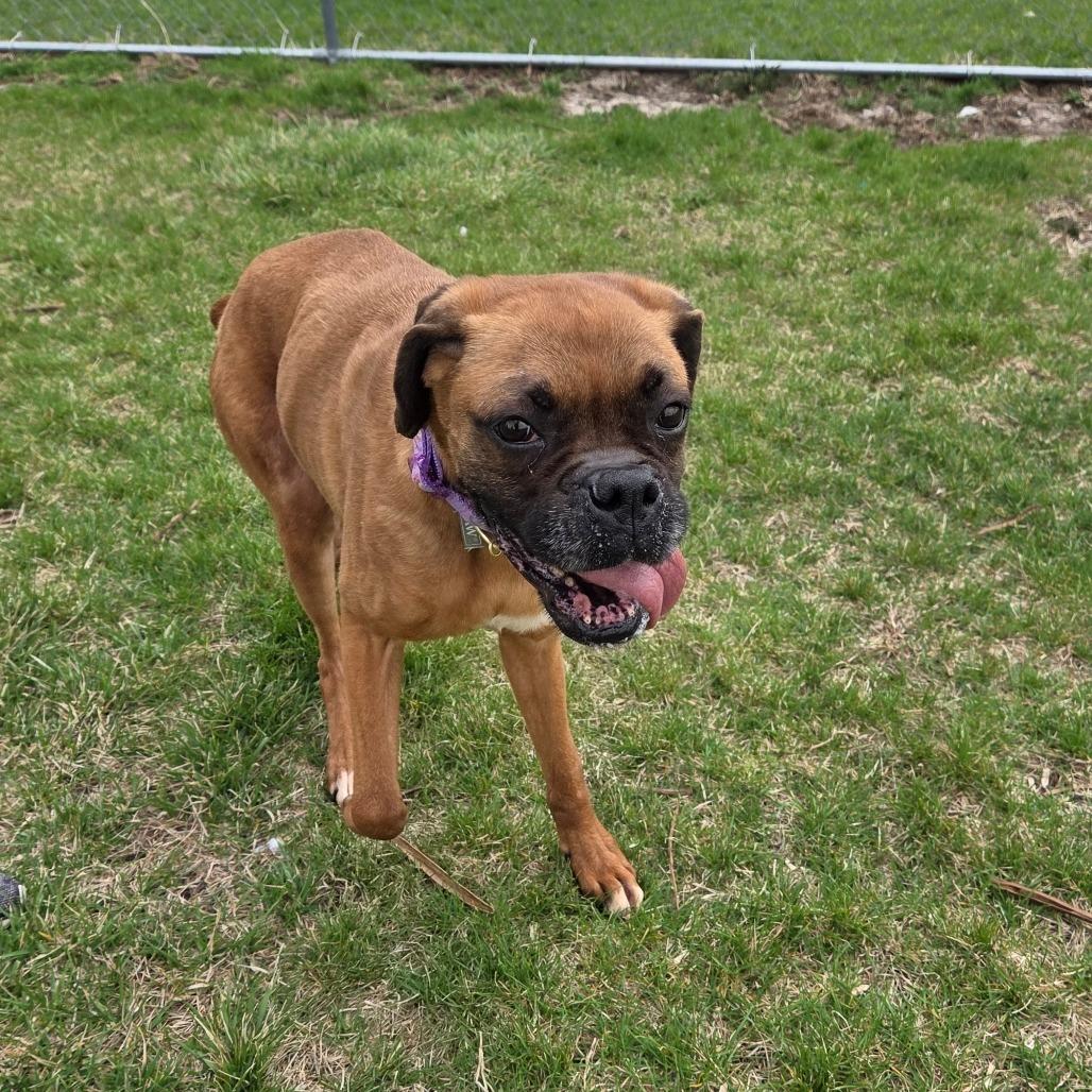Enlarge Vida, a Adoptable Boxer in Pontiac, IL image 4/6