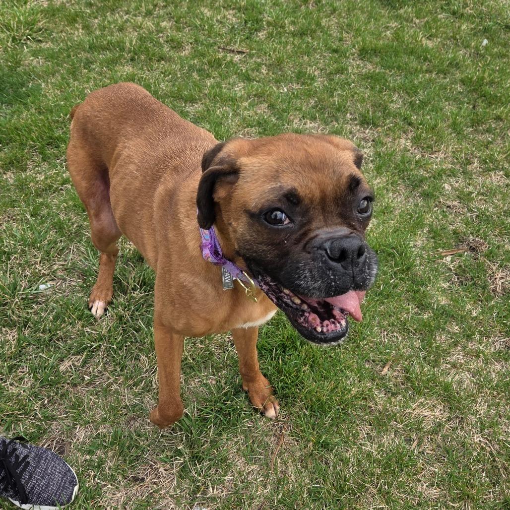 Enlarge Vida, a Adoptable Boxer in Pontiac, IL image 5/6