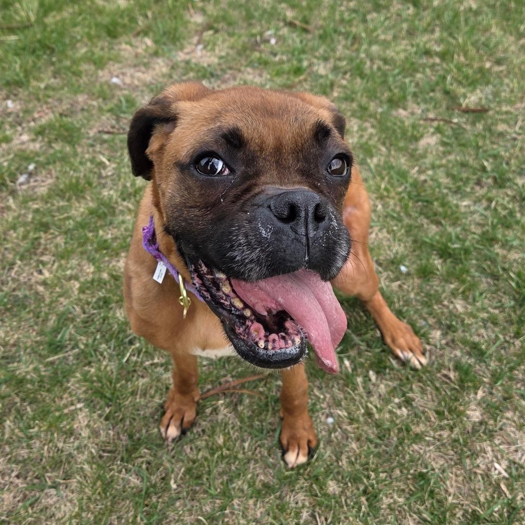 Enlarge Vida, a Adoptable Boxer in Pontiac, IL image 6/6