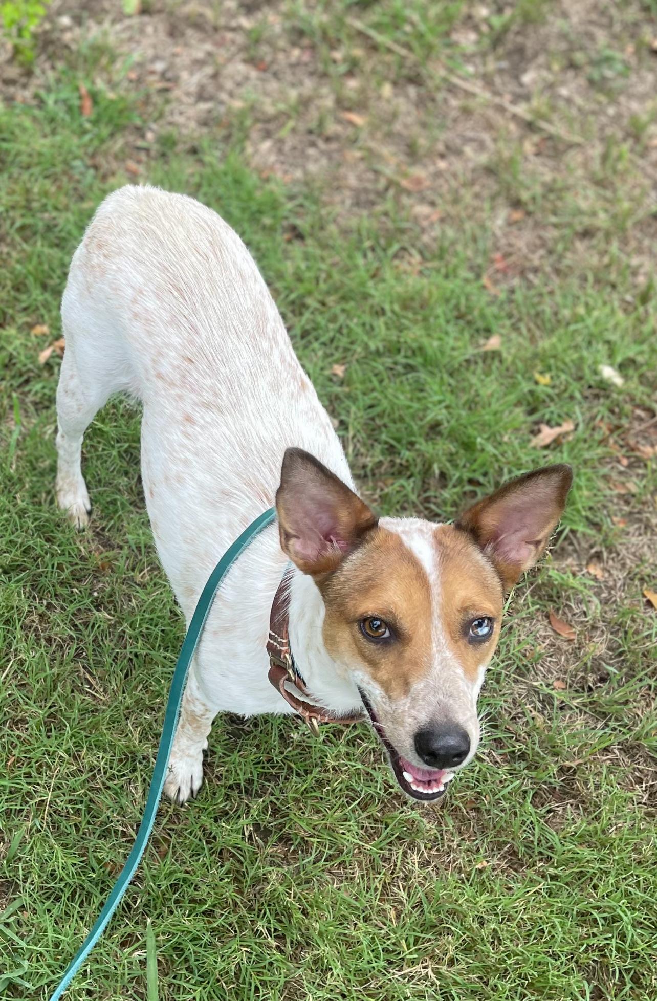 Liza, a Adoptable mixed breed in Denver, CO image 3/6