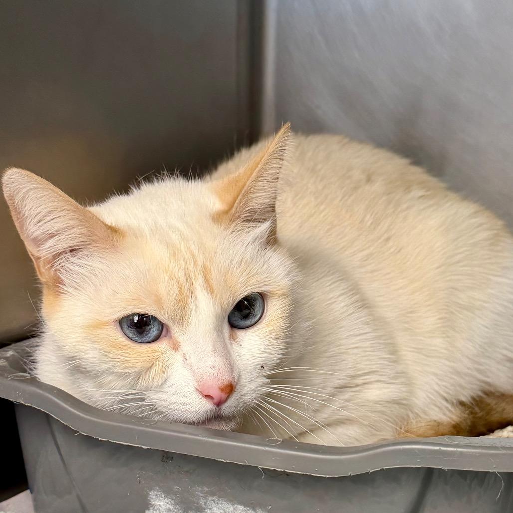 Baby AKA Singe, Adoptable, Adult Female Siamese & Mixed Breed.