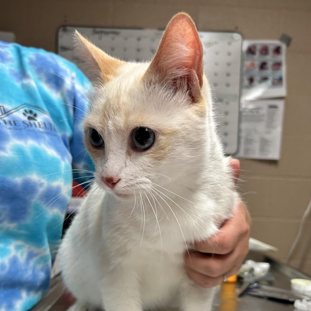 Enlarge Baby AKA Singe, a Adoptable mixed breed in Newport, NC image 3/3